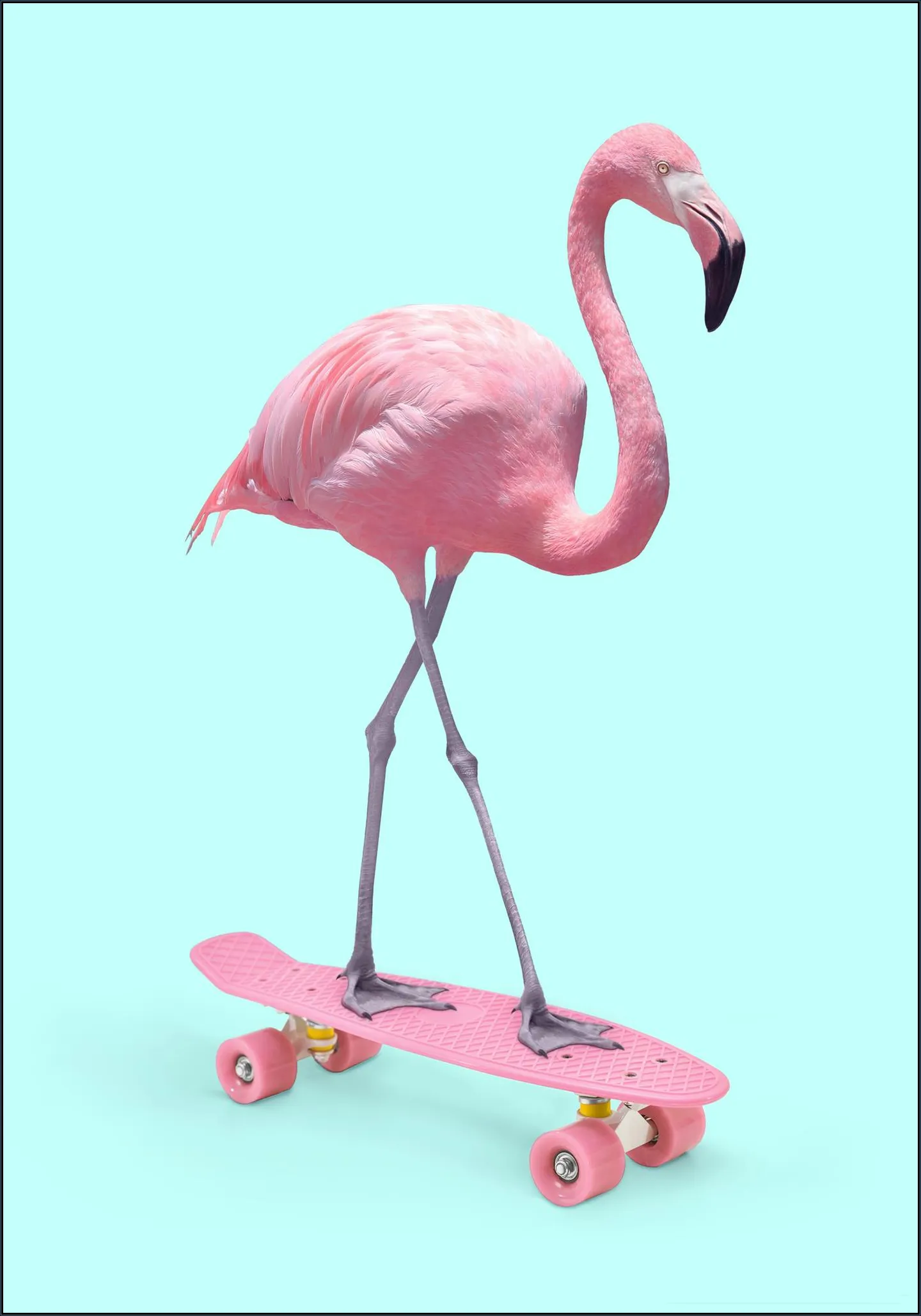 Skate Flamingo