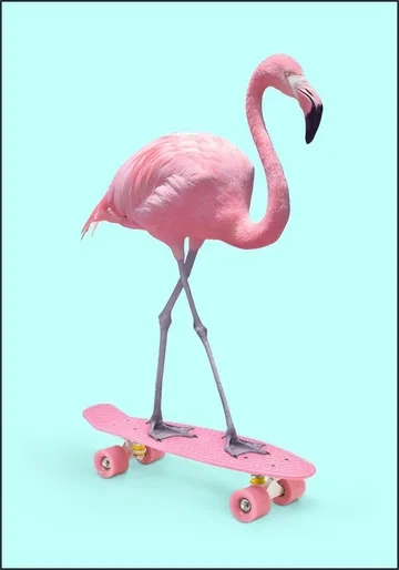 Skate Flamingo