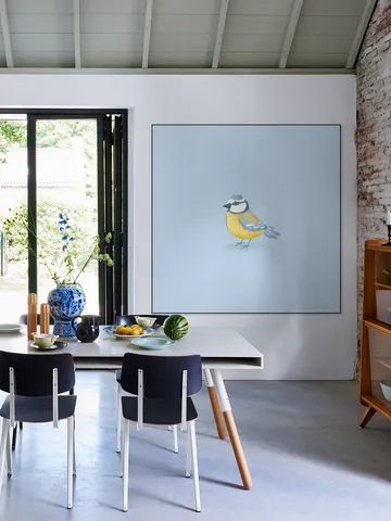 Blue Tit
