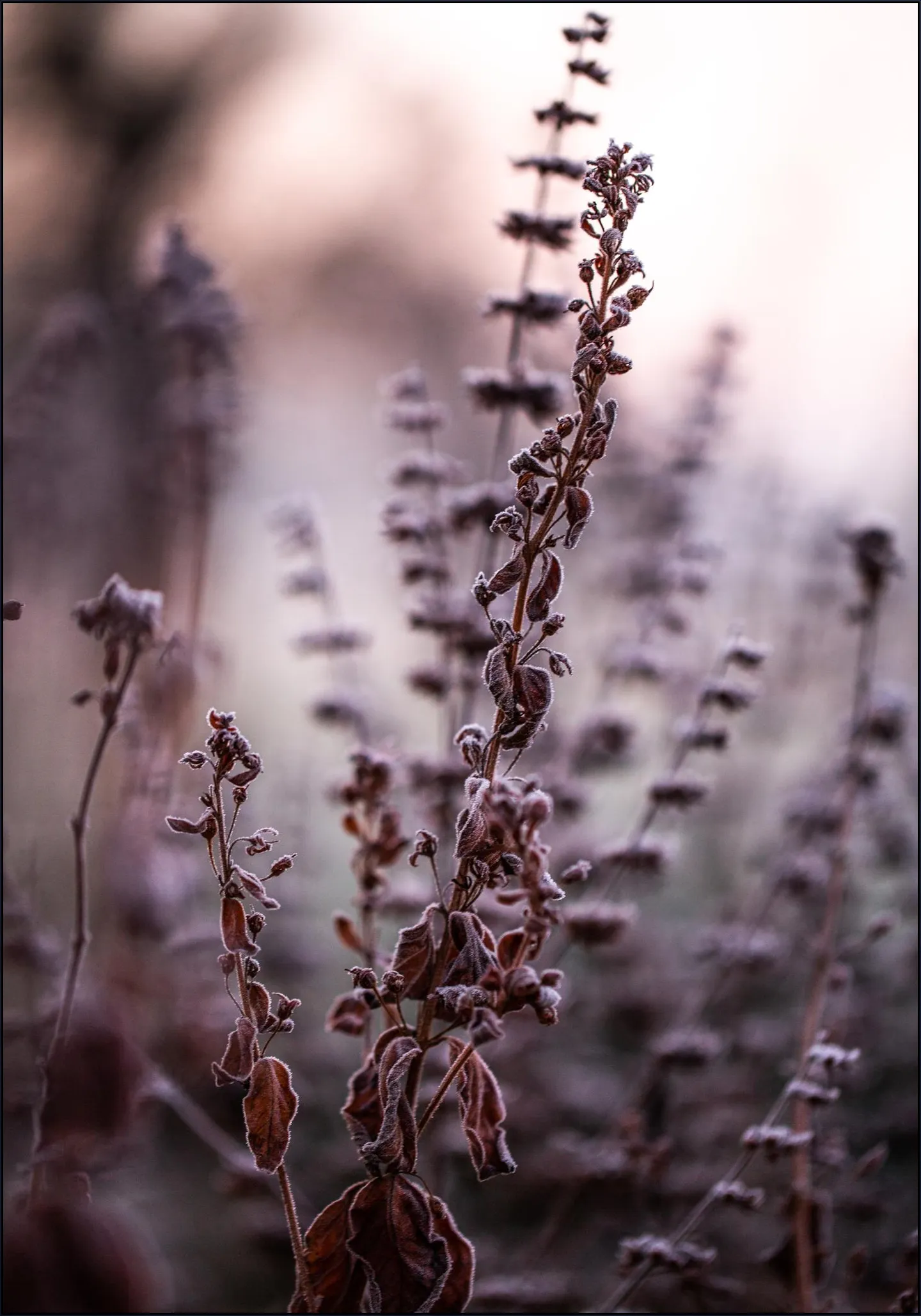 Frosty Morning