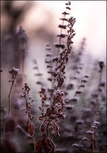 Frosty Morning
