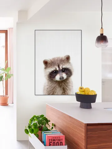 Raccoon