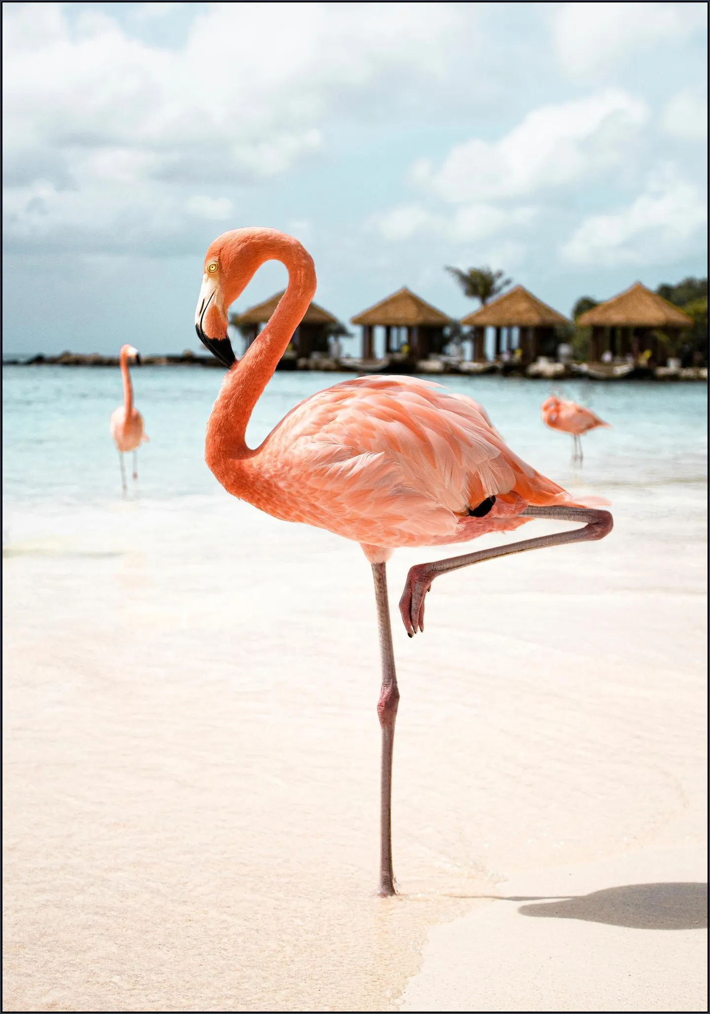 Flamingo Beach