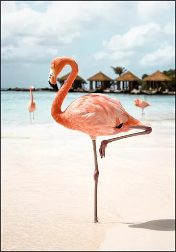 Flamingo Beach
