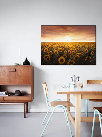 Sunflower Sunrise France 