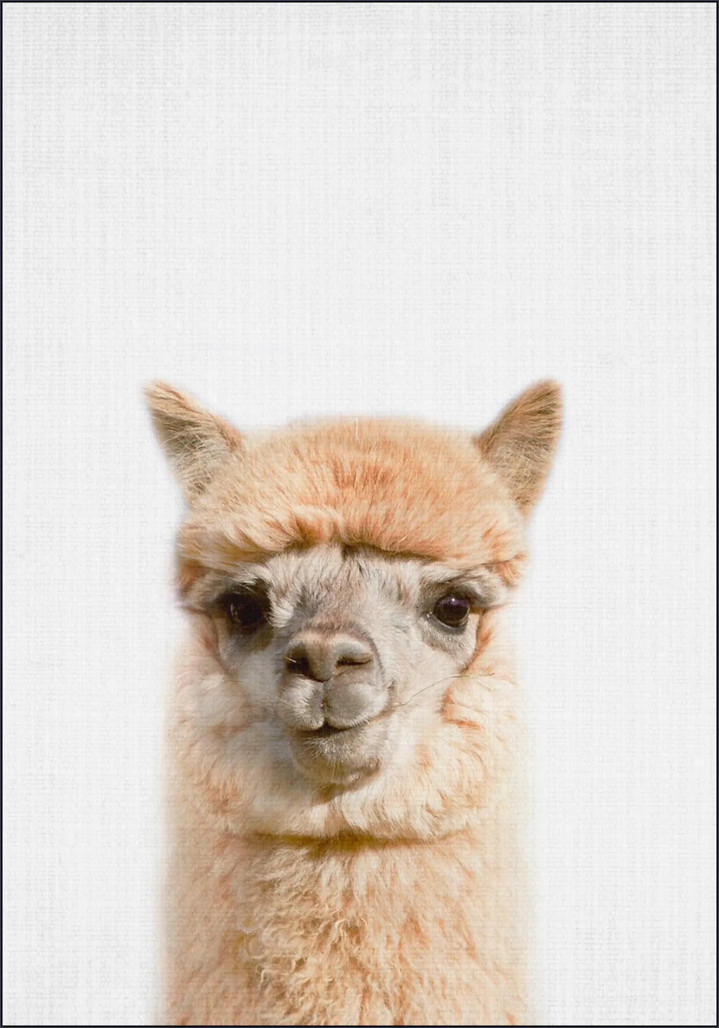 Alpaca