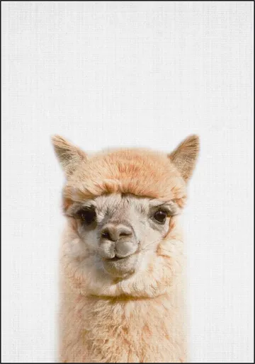 Alpaca