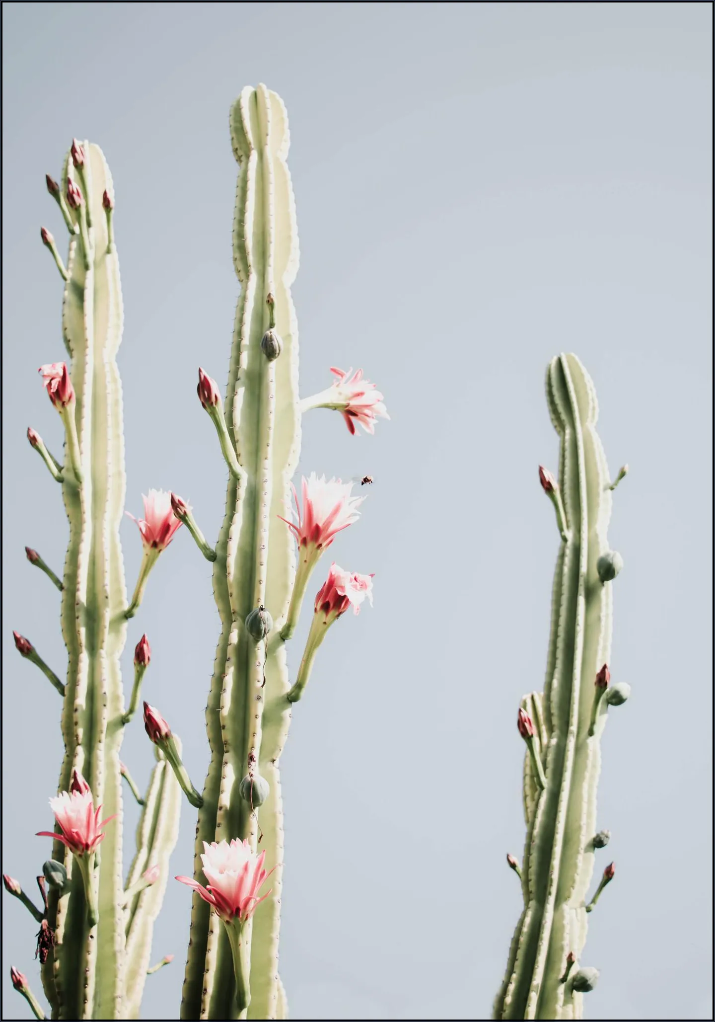 Cerus Cactus Flowers