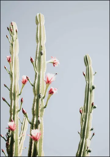 Cerus Cactus Flowers