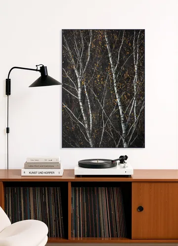 Birch Trees Dark