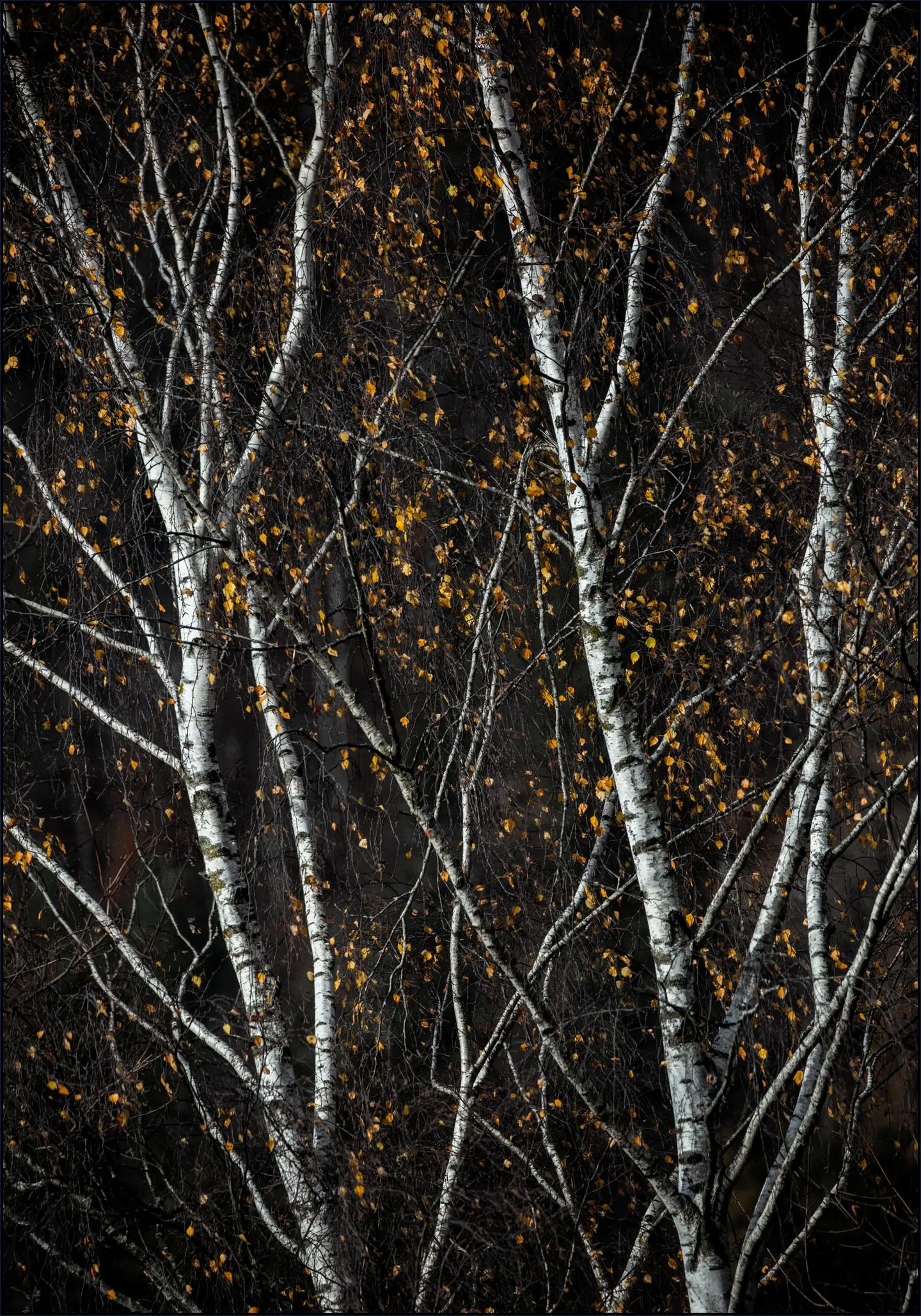 Birch Trees Dark