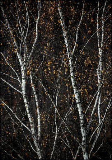 Birch Trees Dark