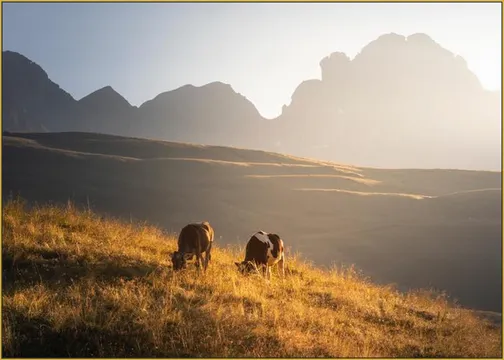 Trentino Cows in the Dolomites 