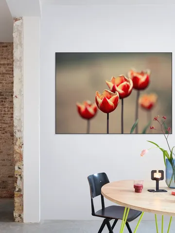 Dancing Tulips