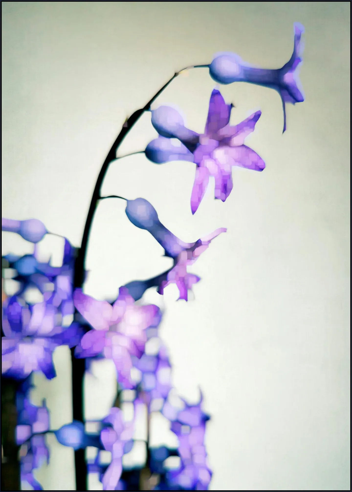 Hyacinth