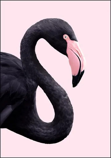 Black Flamingo