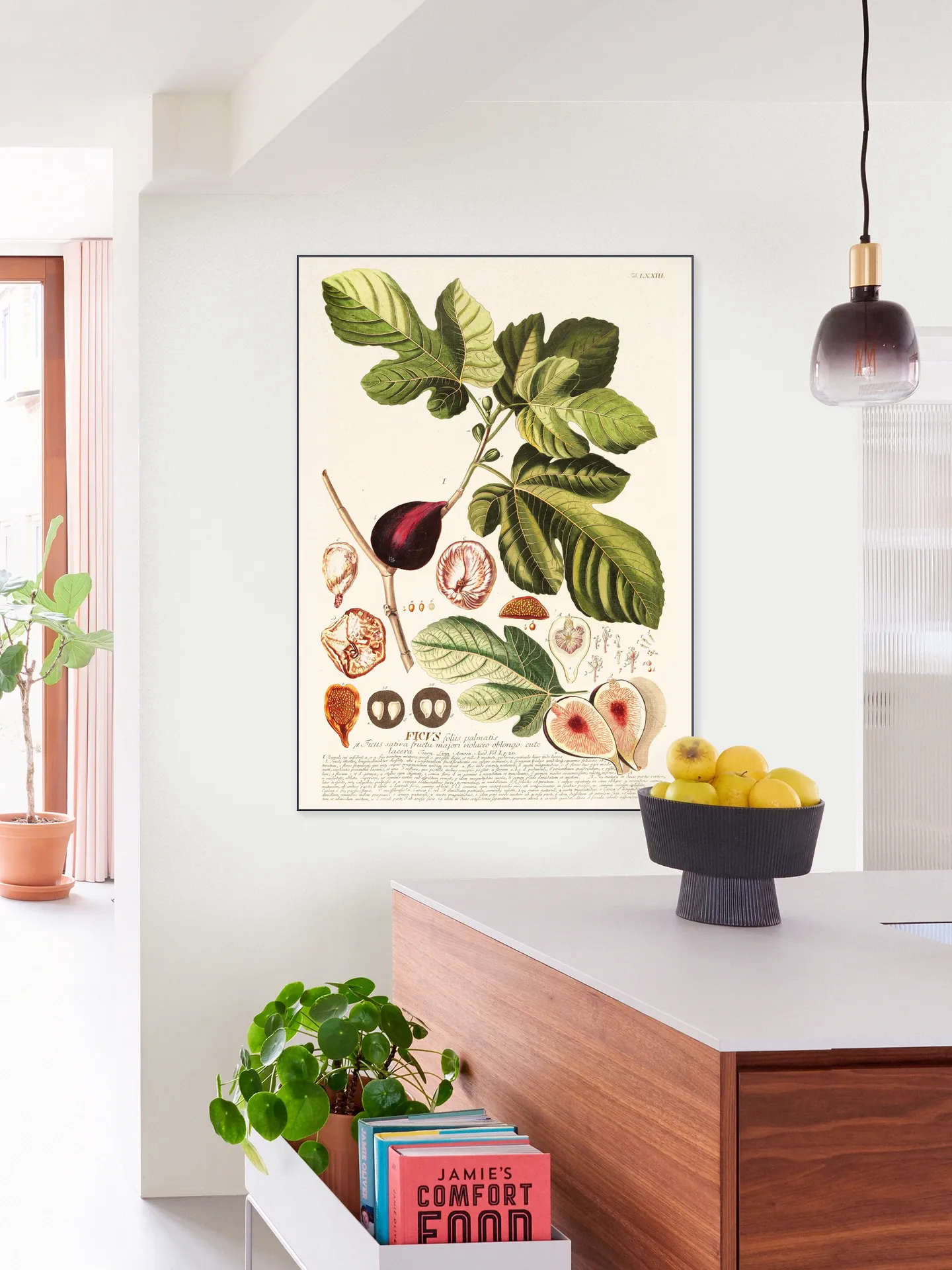 Ficus