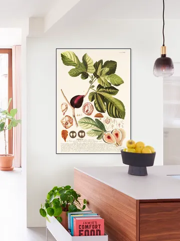 Ficus