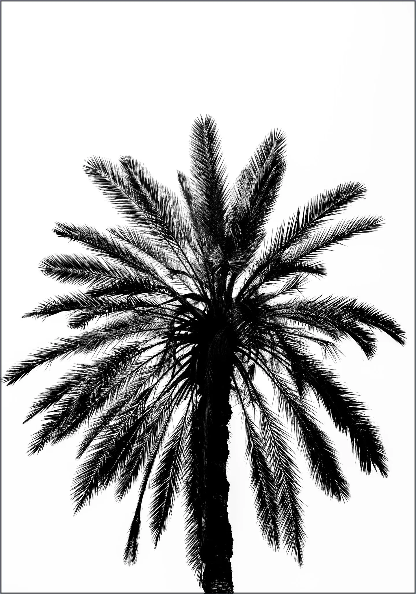 Palm in Palermo