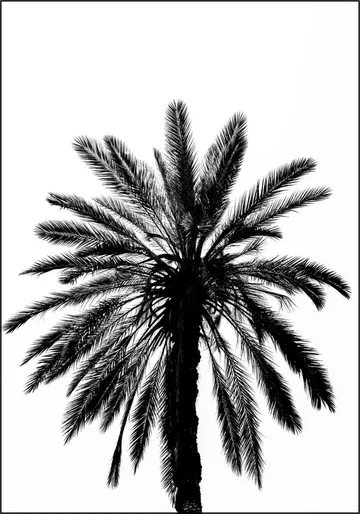 Palm in Palermo