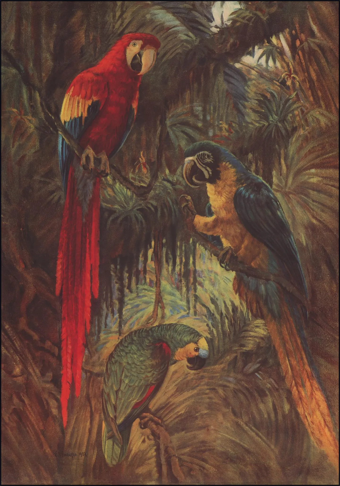 3 Parrots