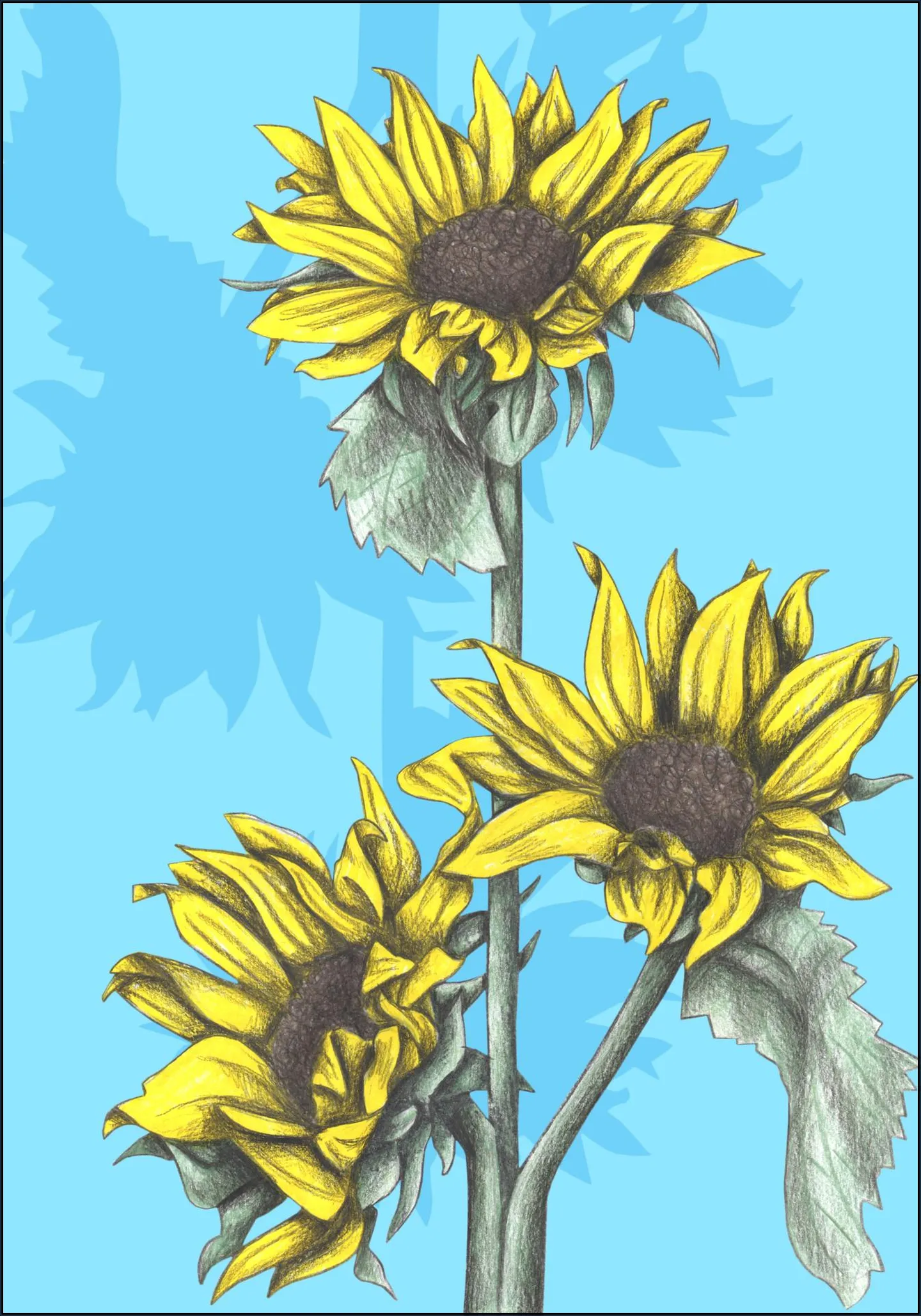 Sunflowers