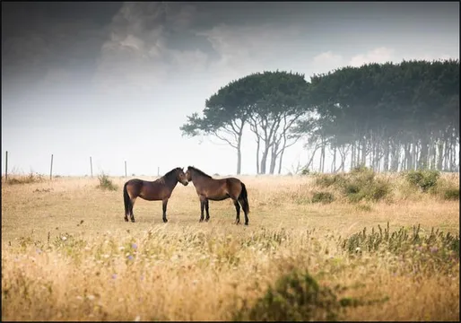 Vilde Heste Denmark Horses
