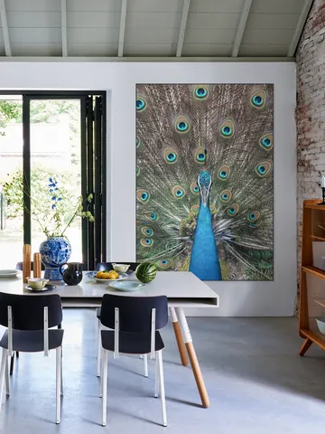 Peacock in India