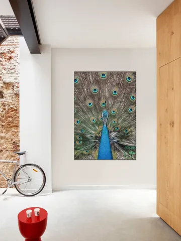 Peacock in India