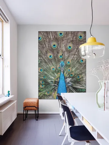 Peacock in India