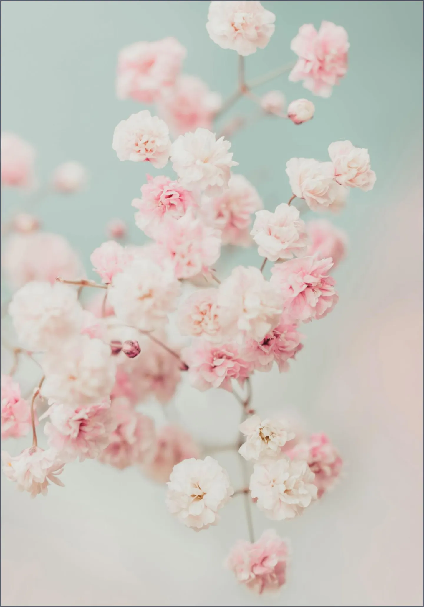 Pink Gypsophilia Flowers