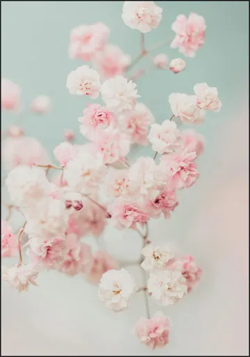 Pink Gypsophilia Flowers