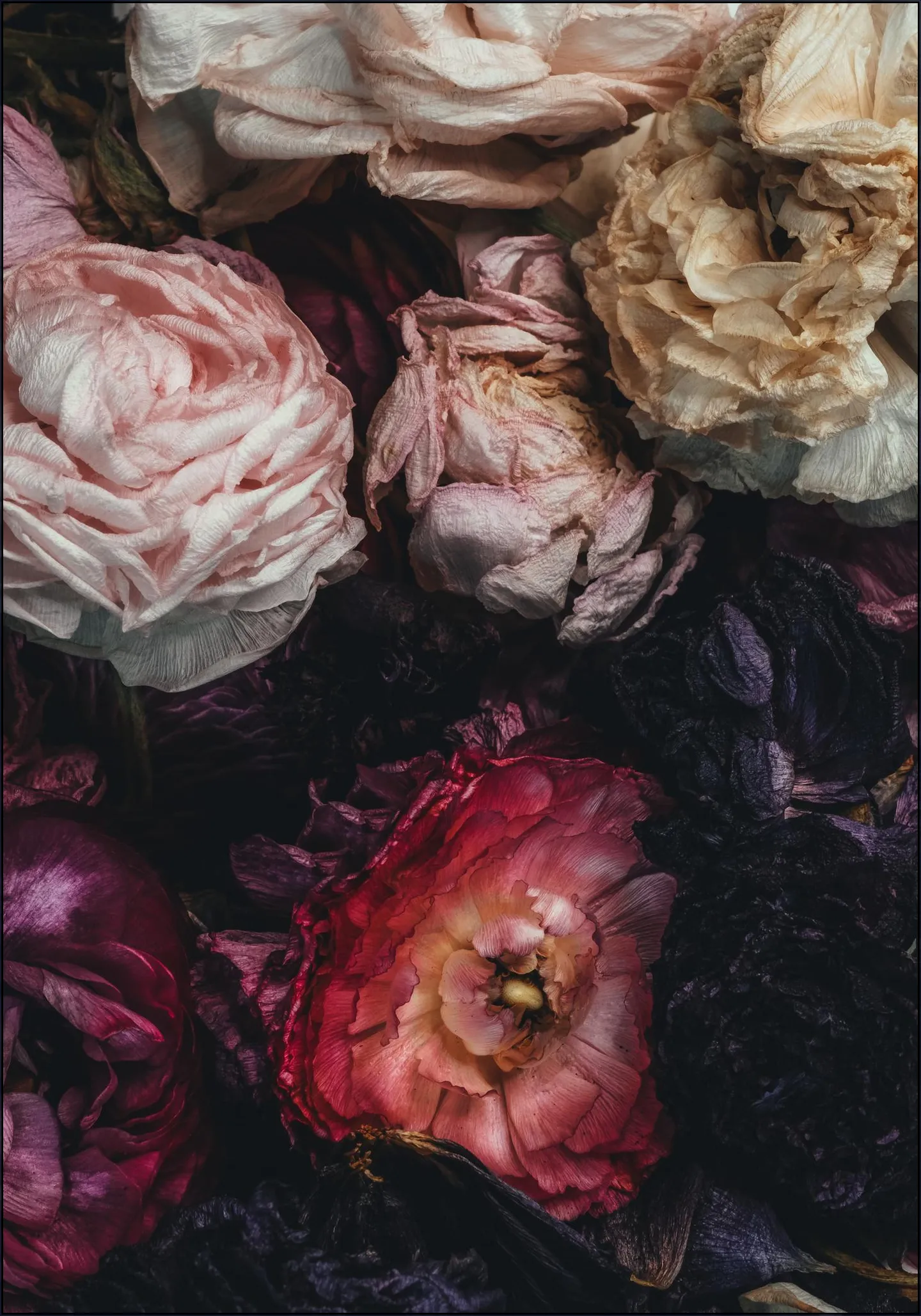 Ranunculus 11