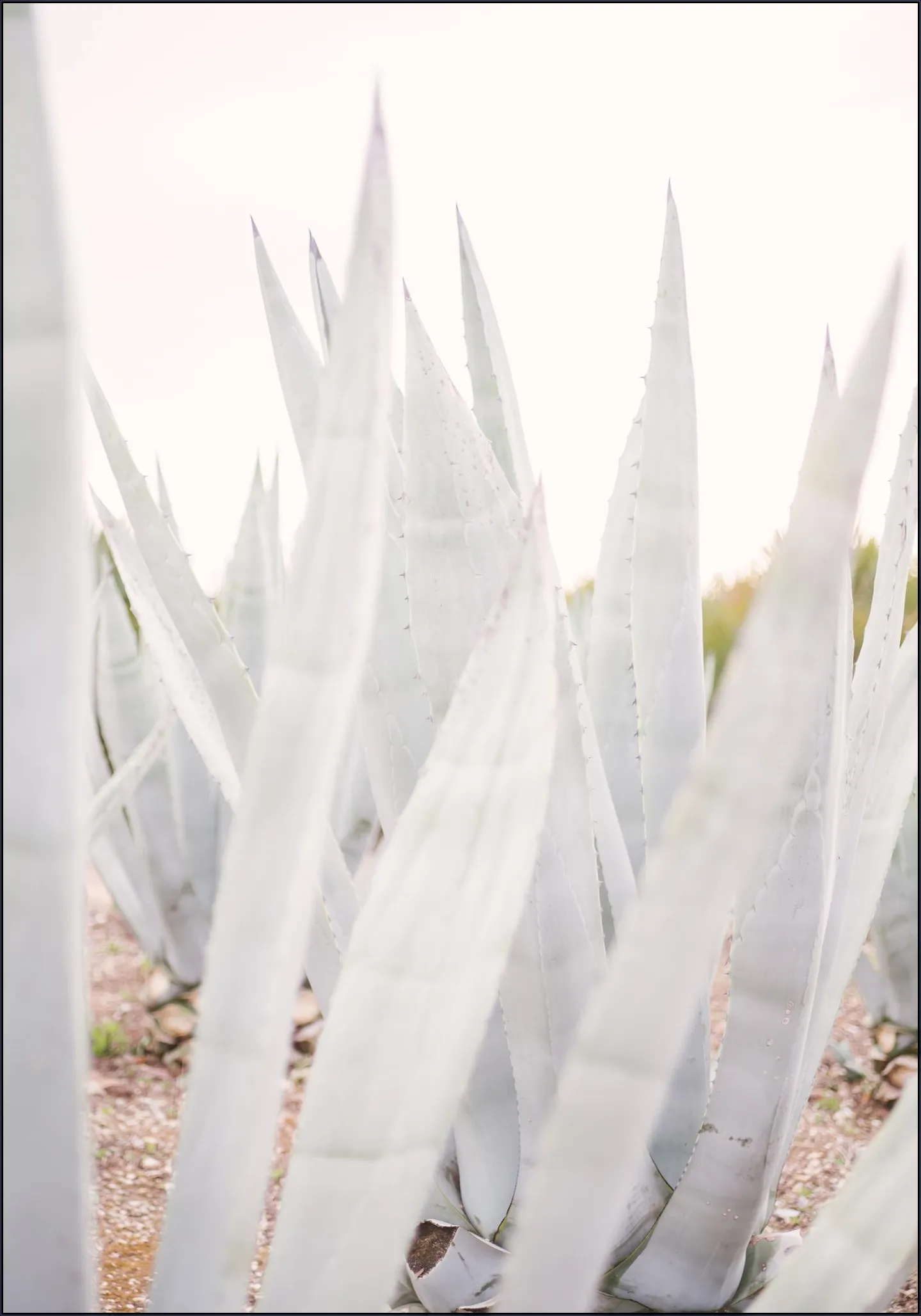 Bright Agave Plants