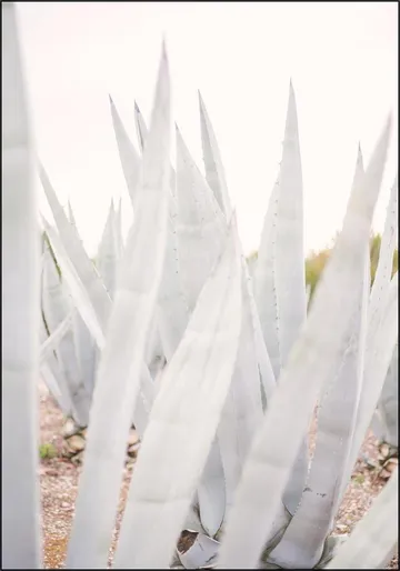 Bright Agave Plants