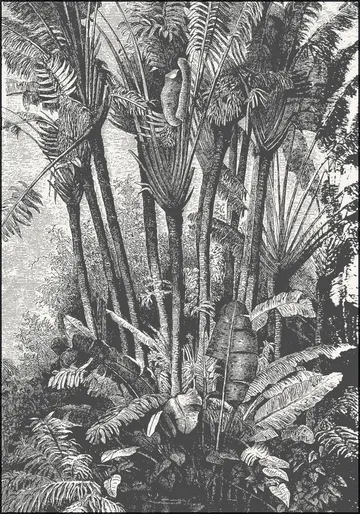 Palms in Water