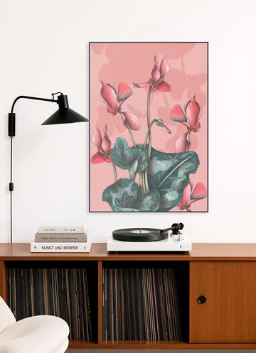Cyclamens