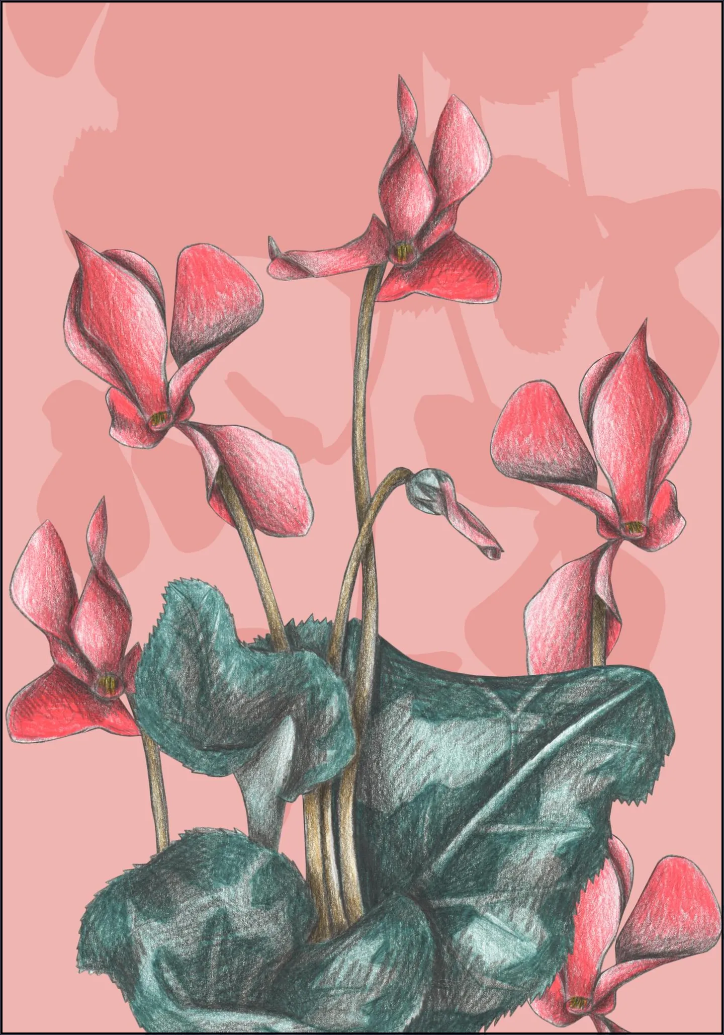 Cyclamens