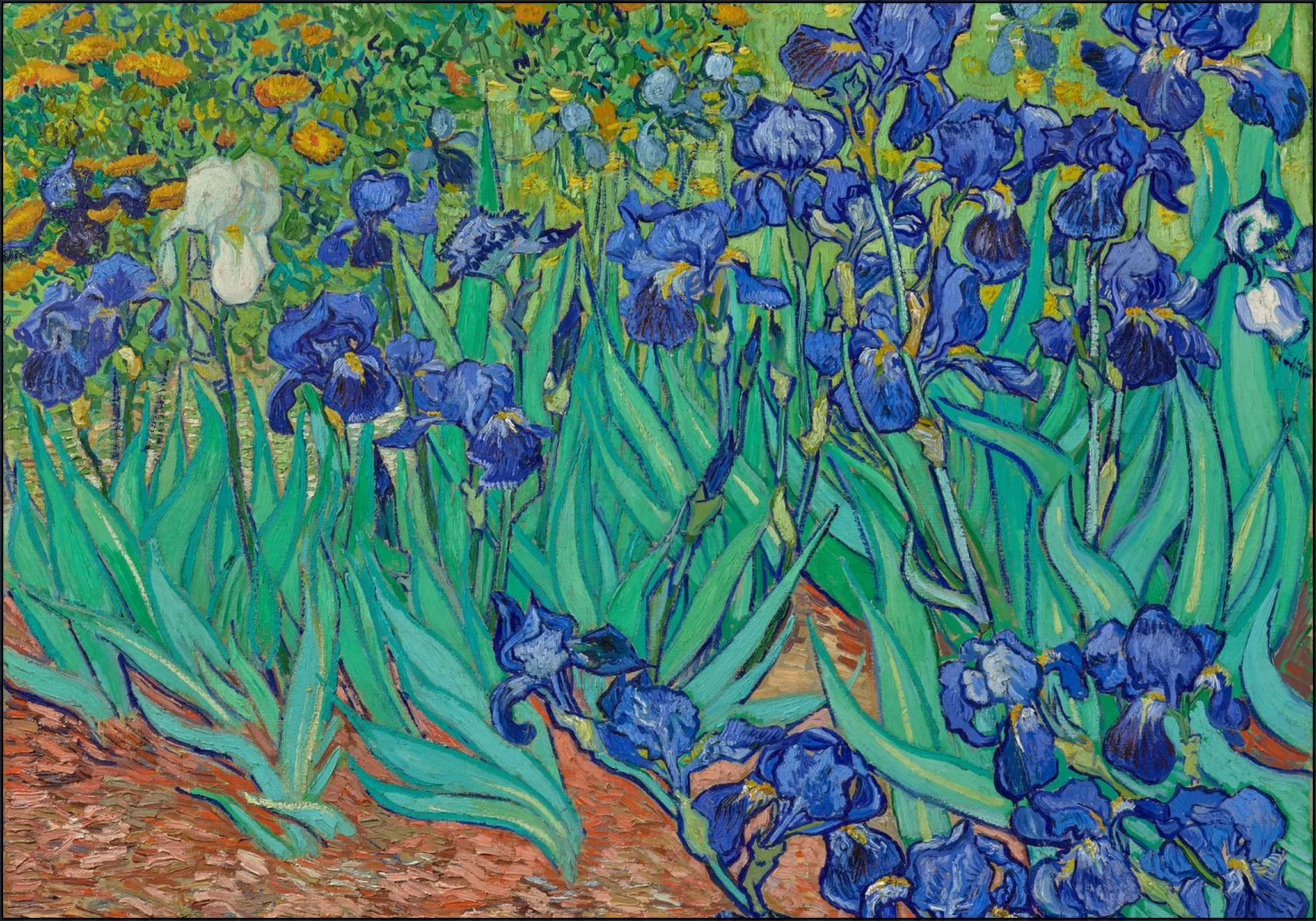Irises