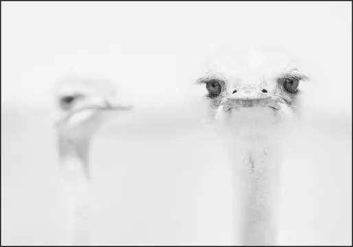 Funny Ostrich