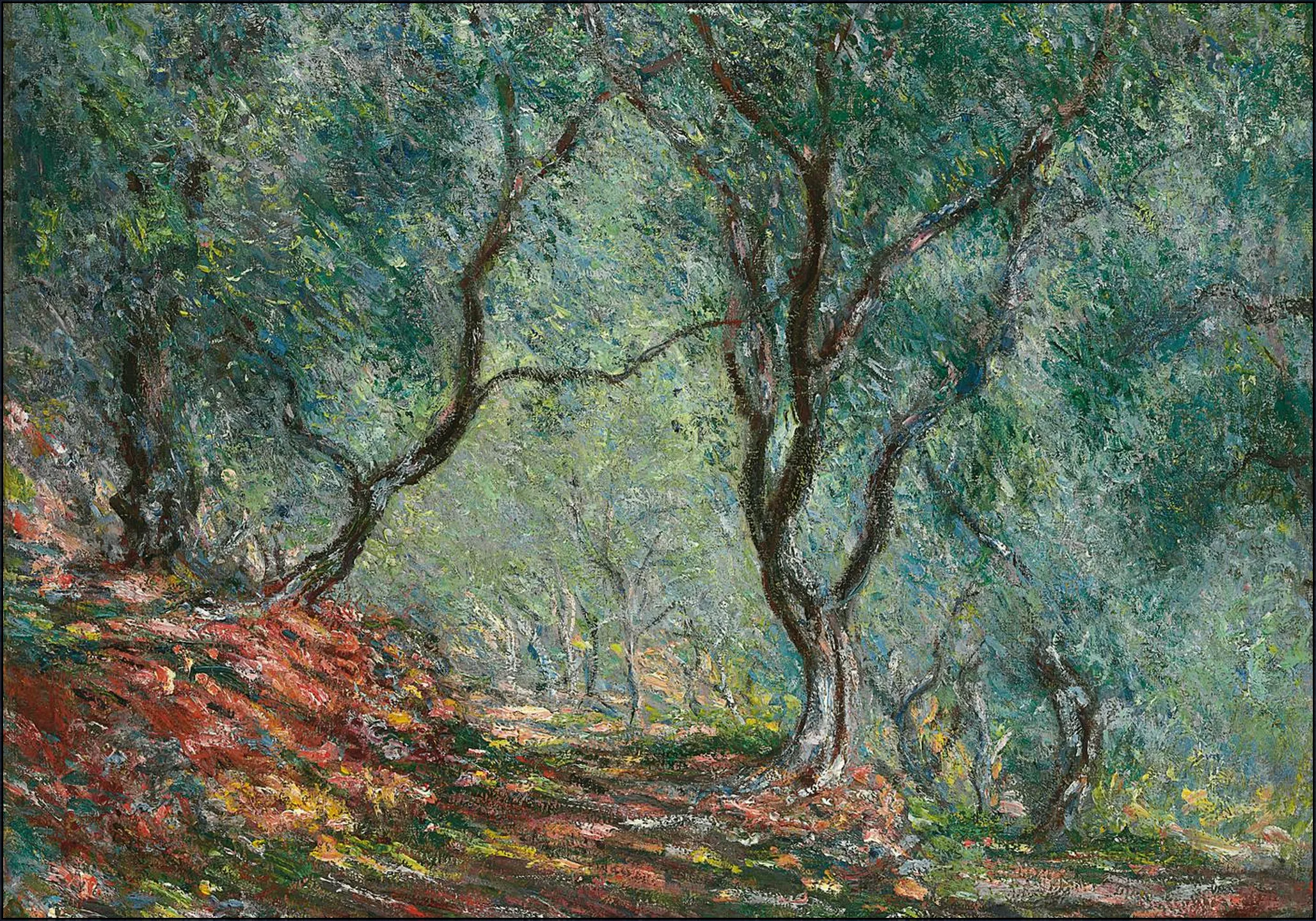 Olive Trees in the Moreno Garden