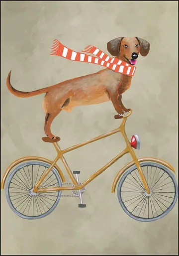 Dachshund on bicycle with scarf