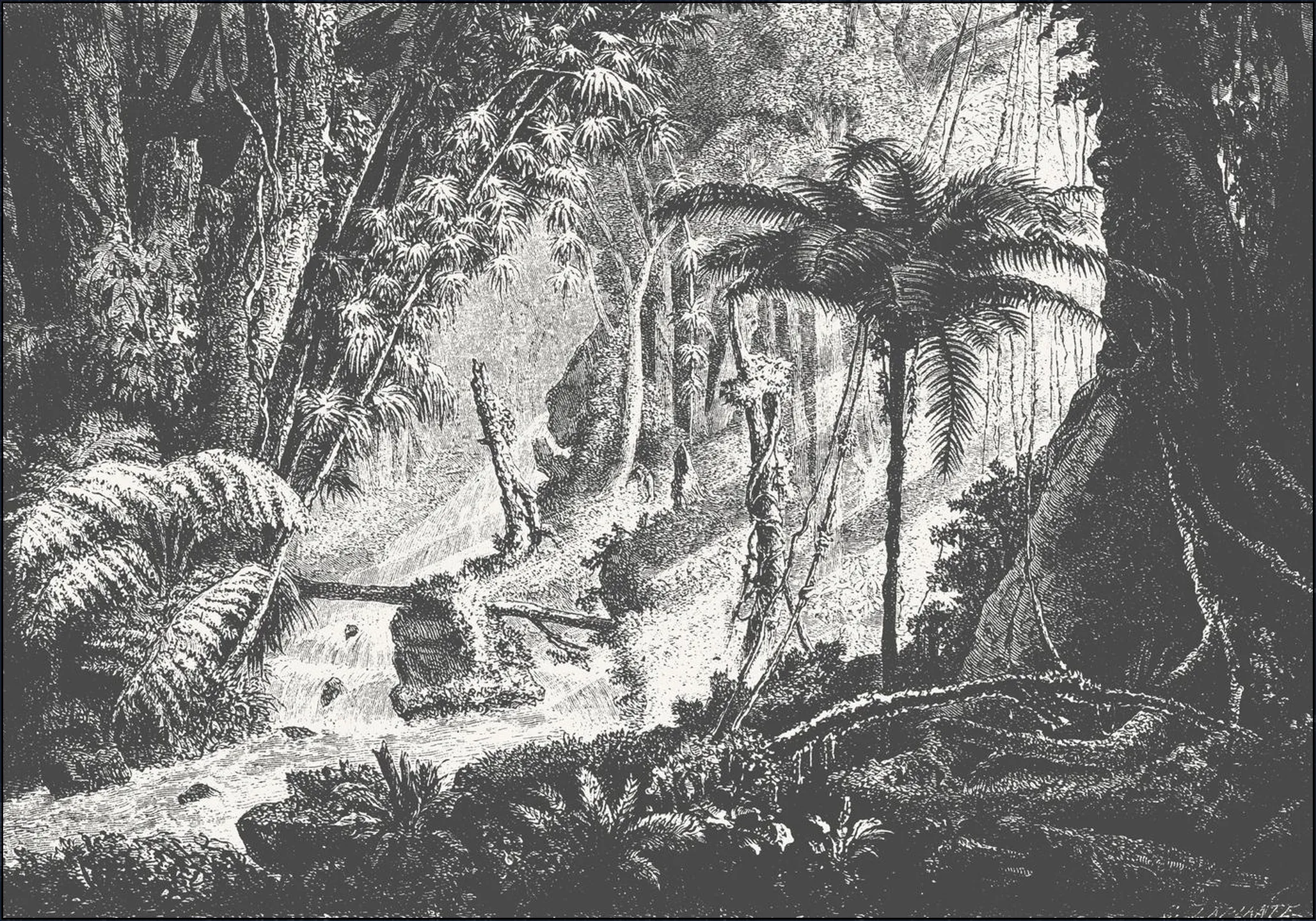 Brazilian Jungle