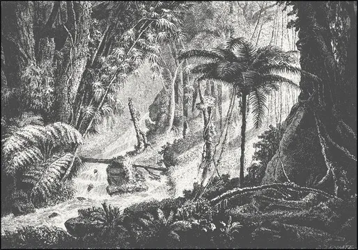 Brazilian Jungle
