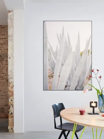 Bright Agave Plants