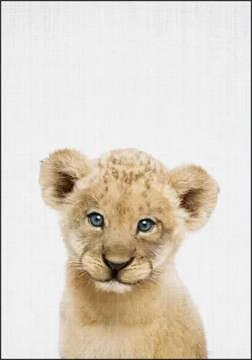 Baby Lion - blue eyes