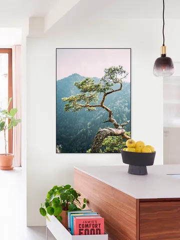 Sokolica Pine Tree