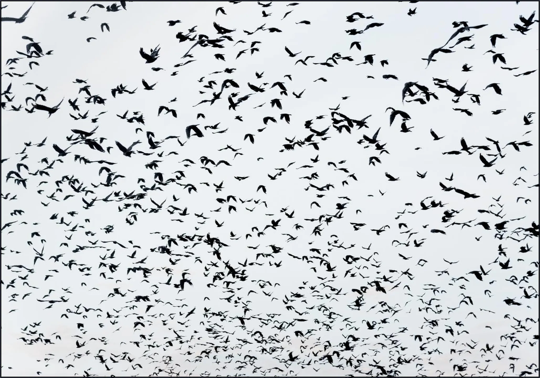 999 Birds