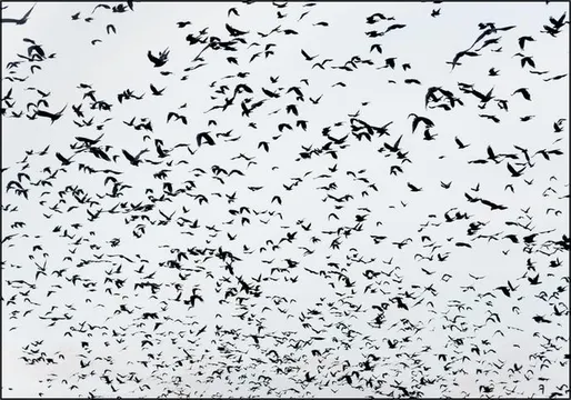 999 Birds