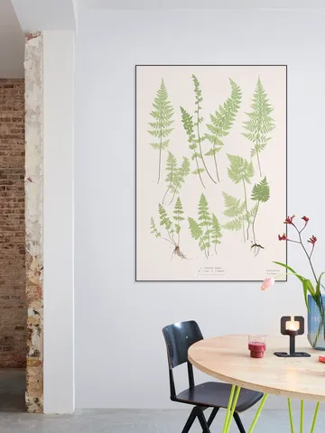 Ferns